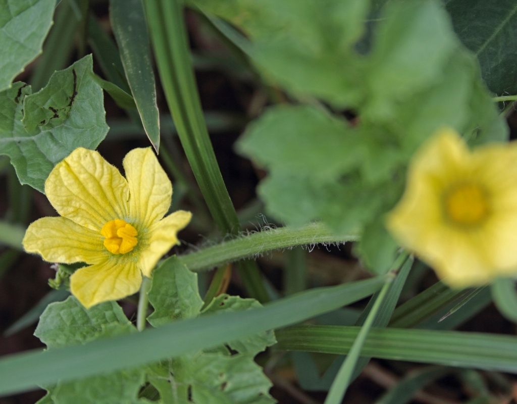 User Reviews About Fadogia