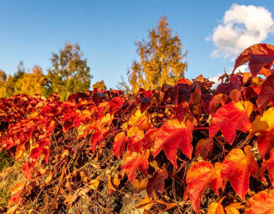 User Reviews About Red Vine Leaf