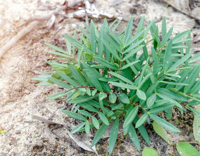 User Reviews About Tongkat Ali