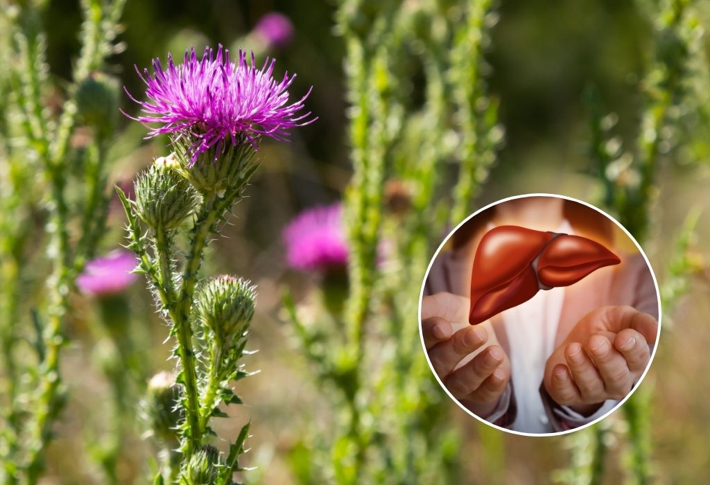 When is the Best Time to Take Milk Thistle