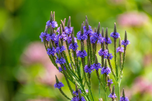 blue vervain for anxiety