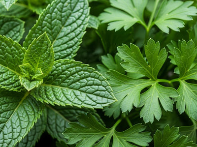 chlorophyll mint and parsley for body odor