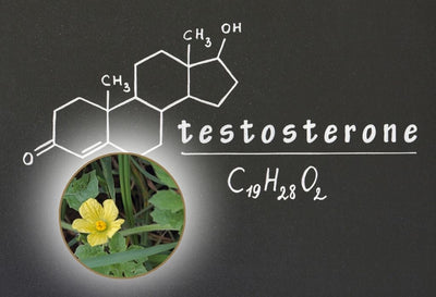 does fadogia agrestis increase testosterone