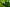 does green tea extract have caffeine