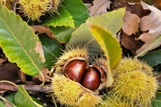 horse chestnut seed extract