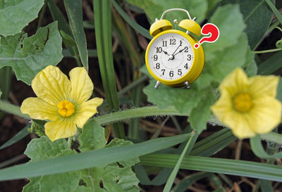 how long does fadogia agrestis take to work