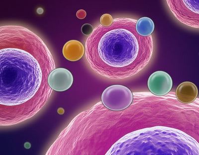 How to Improve Cellular Health