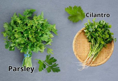 parsley vs cilantro
