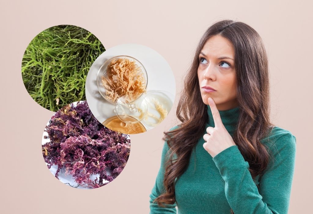 purple sea moss vs gold sea moss