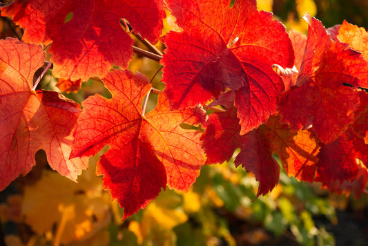 Red Vine Leaf Benefits - The Comprehensive Overview
