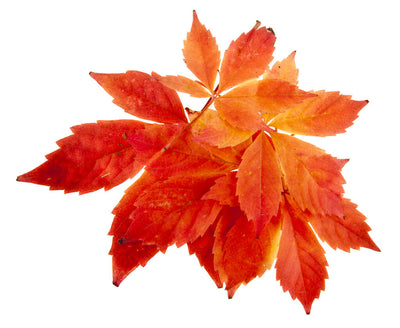 red vine leaf extract for varicose veins