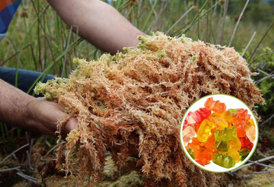 sea moss gummies benefits
