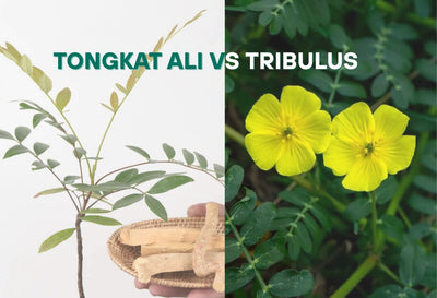tongkat ali vs tribulus
