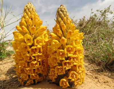 User Reviews on Cistanche Tubulosa