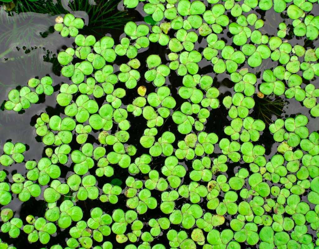 User reviews about duckweed
