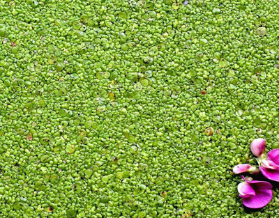 User Reviews on Mankai