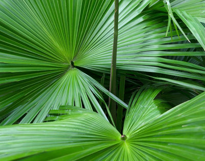 user reviews about saw palmetto