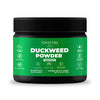 Wolffia Globosa Duckweed 